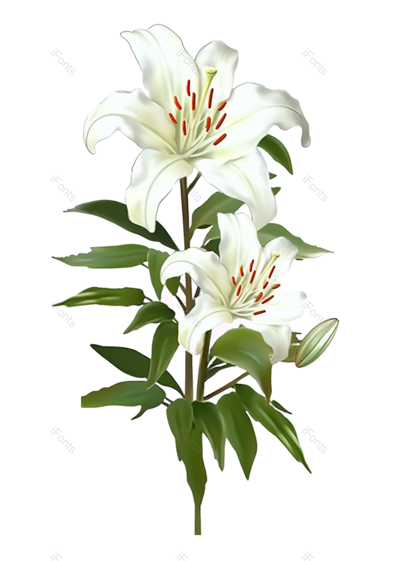叶子图片,清新元素,户外PNG,百合花免抠素材